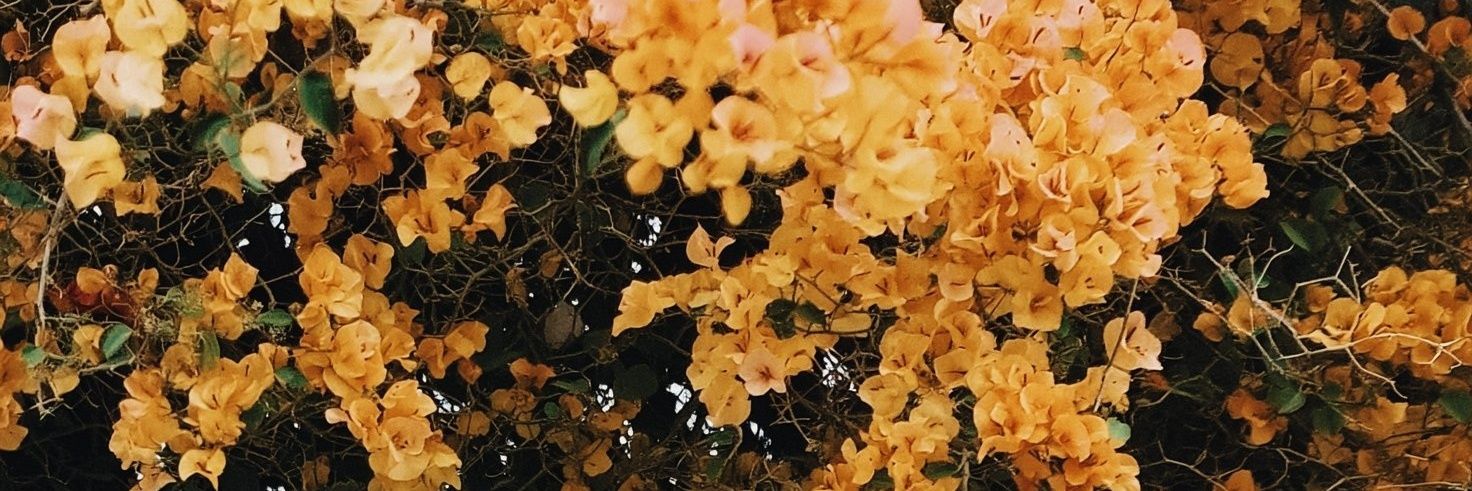 SauceBoxeadorx's profile banner image