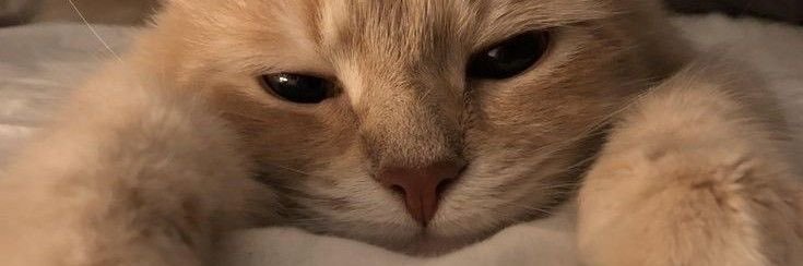 JMwings_'s profile banner image