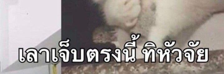 ชอบจองวอนพอๆกับที่ชอบนอนนั้นแหละ ว่าแล้วก็ไป๊💤😴 banner