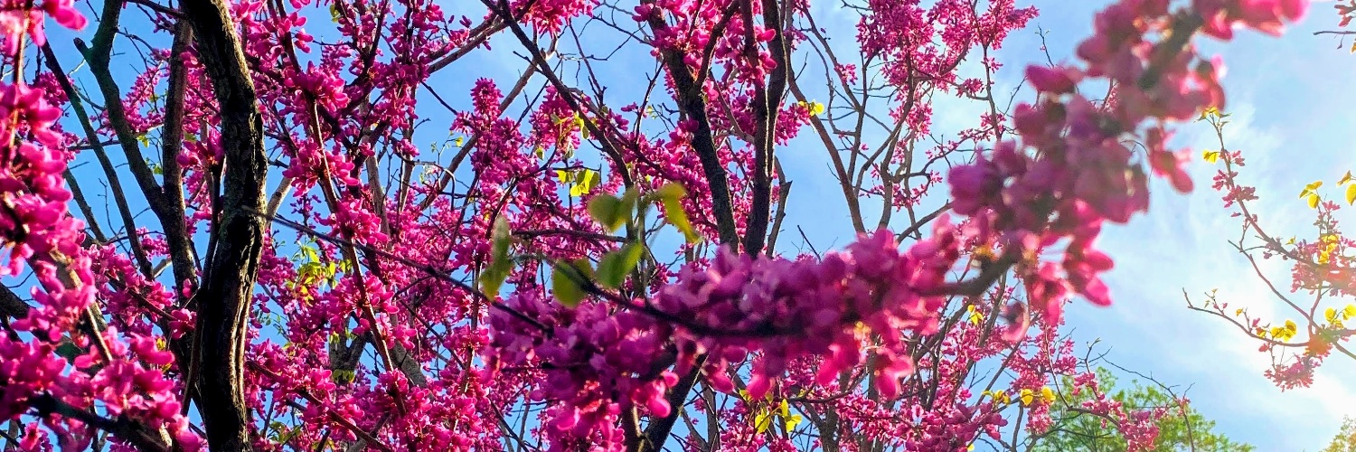 Elaine L. Hill banner