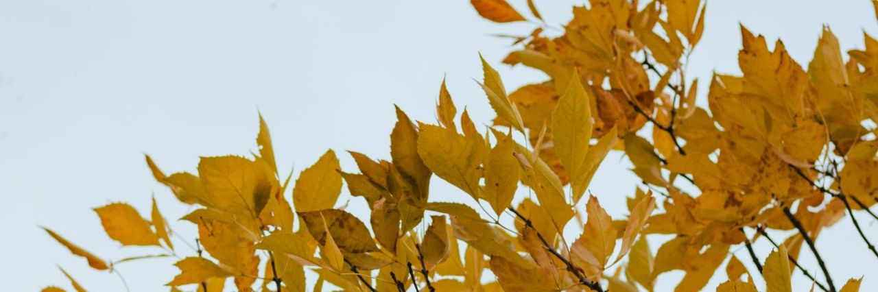 armicrog's profile banner image