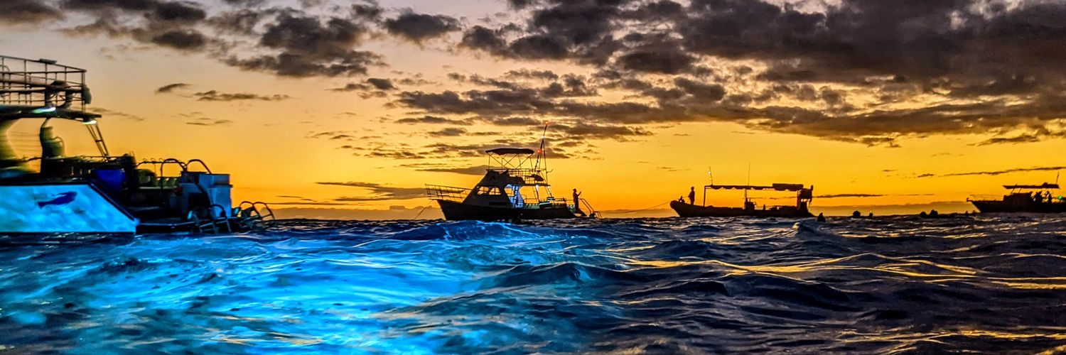 Sarah Yerrace banner