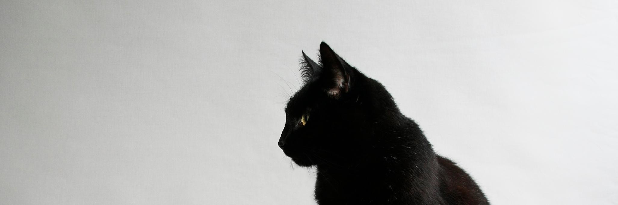 pauldumanu's profile banner image