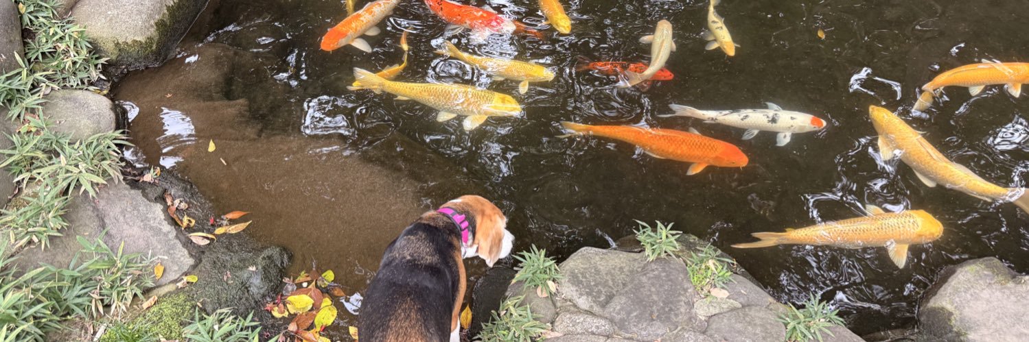 Nelli💚 & Fly🧡 the Beagles banner