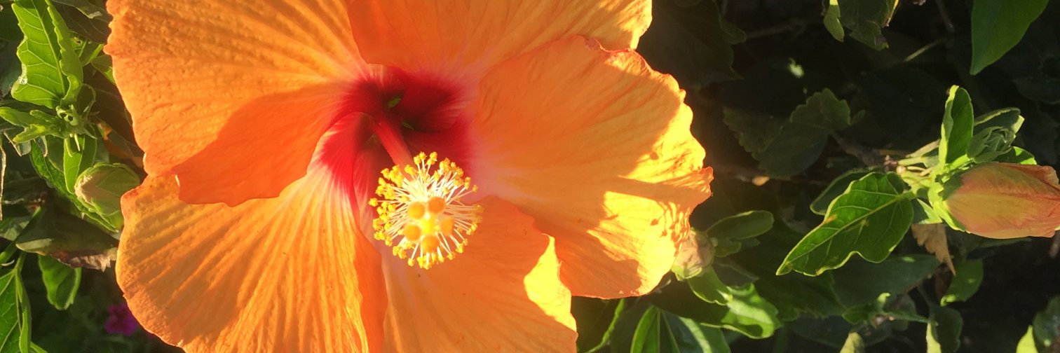 Andrea Stephan banner