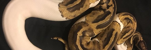 bcsballpythons Profile Banner