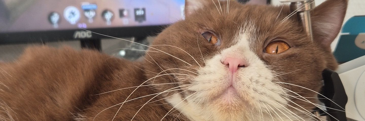 Beeterflye's profile banner image