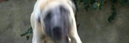rugis_ac's profile banner image