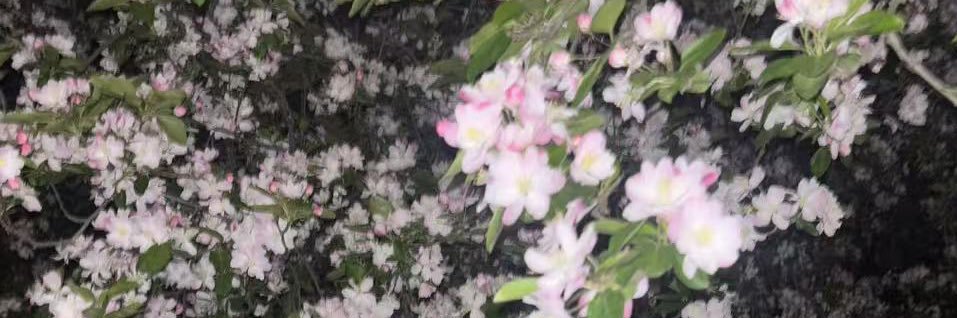 cc萌（蓝v大号被封 banner