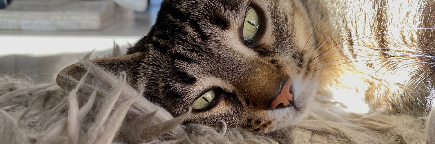 micaelacabrera_'s profile banner image