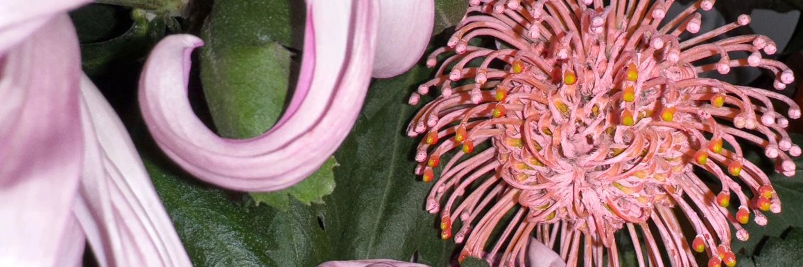 Natalie Moss ( hi 8 us) banner