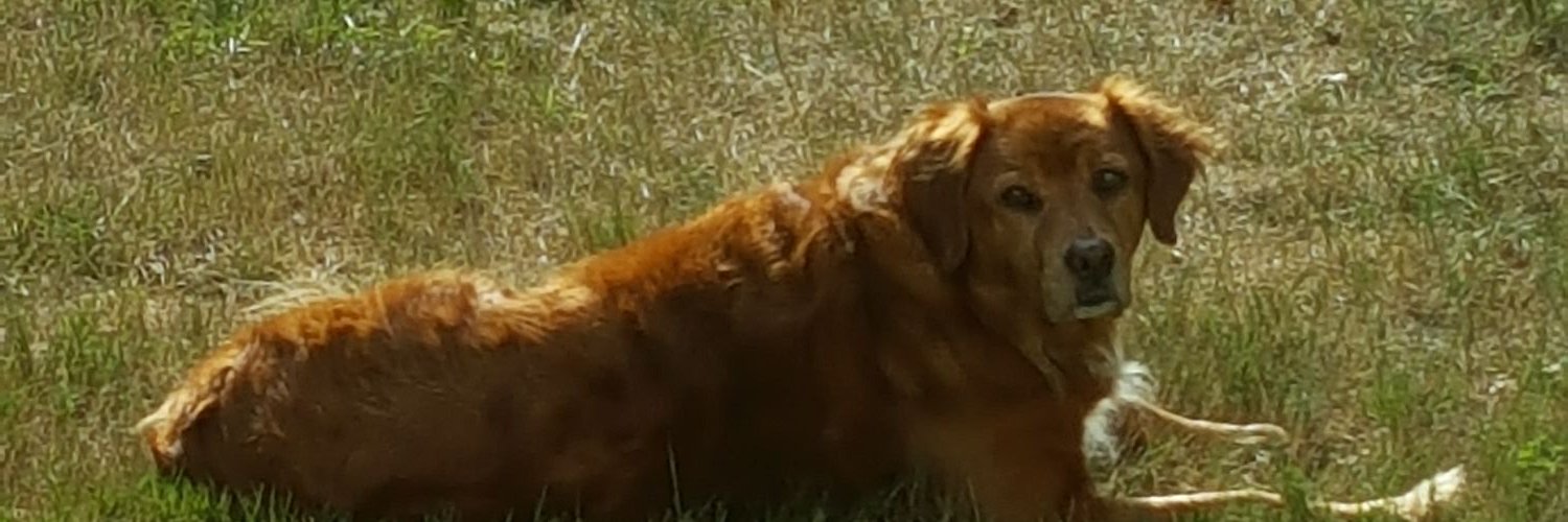 JenniferRFranck's profile banner image