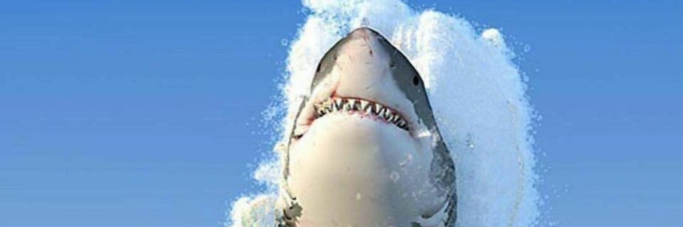 FSGATTI's profile banner image