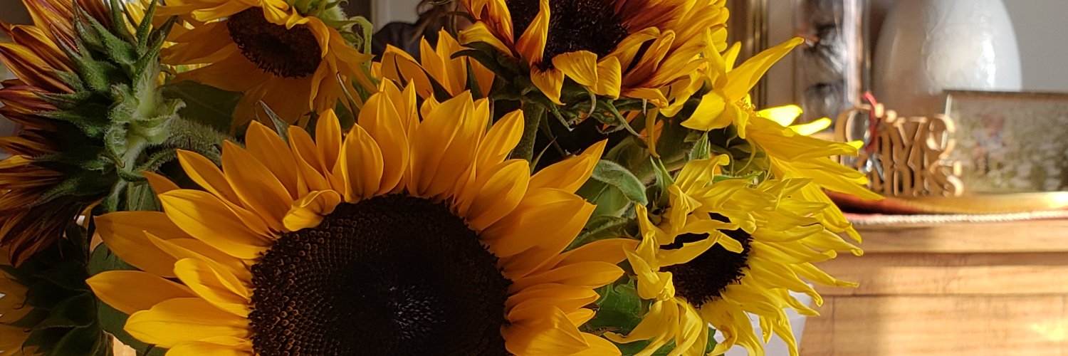 StudioNorthPics's profile banner image