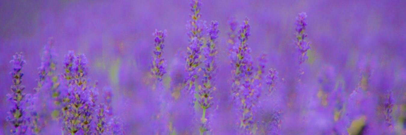 nancybordelon's profile banner image