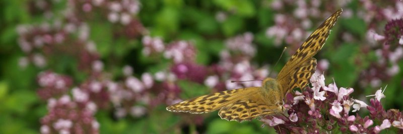 Paula Lönnemo banner