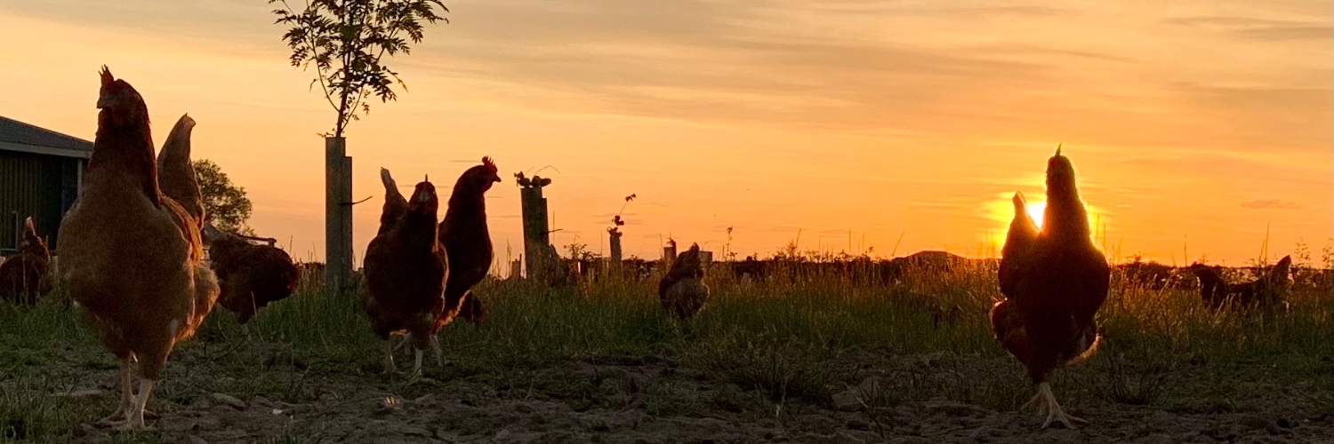 SallyFarms's profile banner image