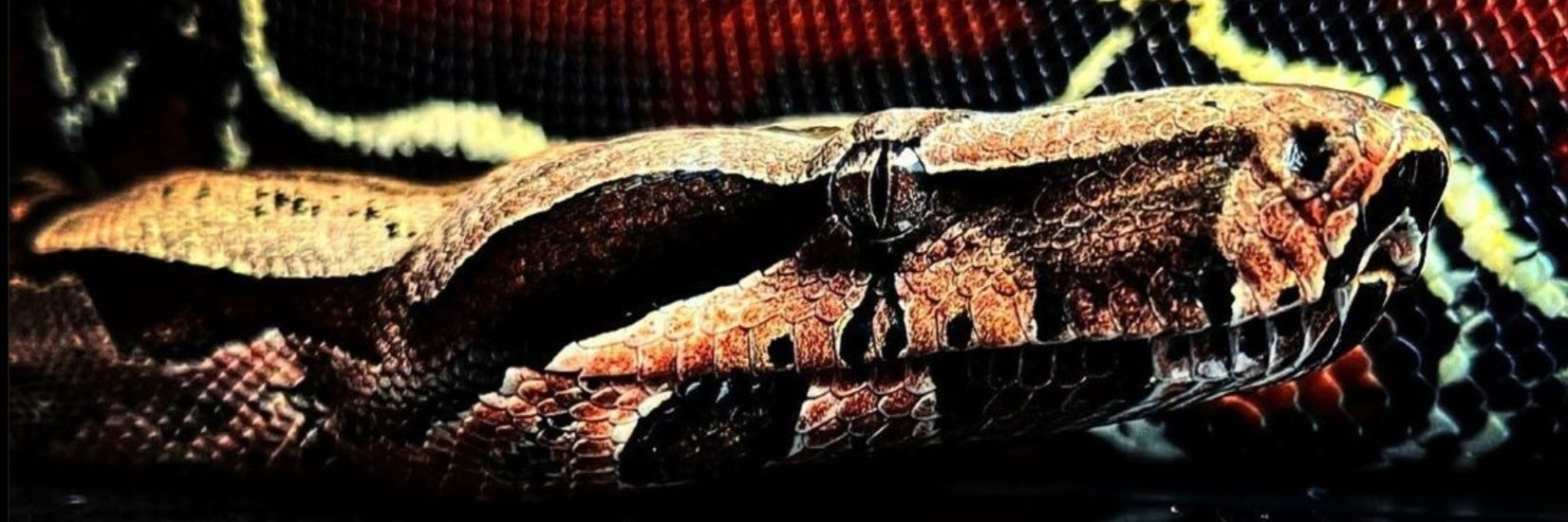 Hannibal_Boa's profile banner image