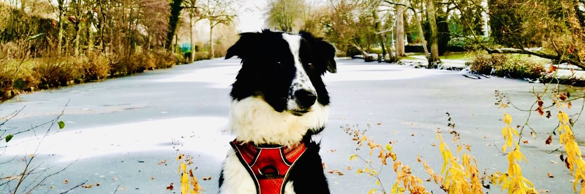 fuggasfel's profile banner image