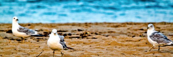 afselvi Profile Banner