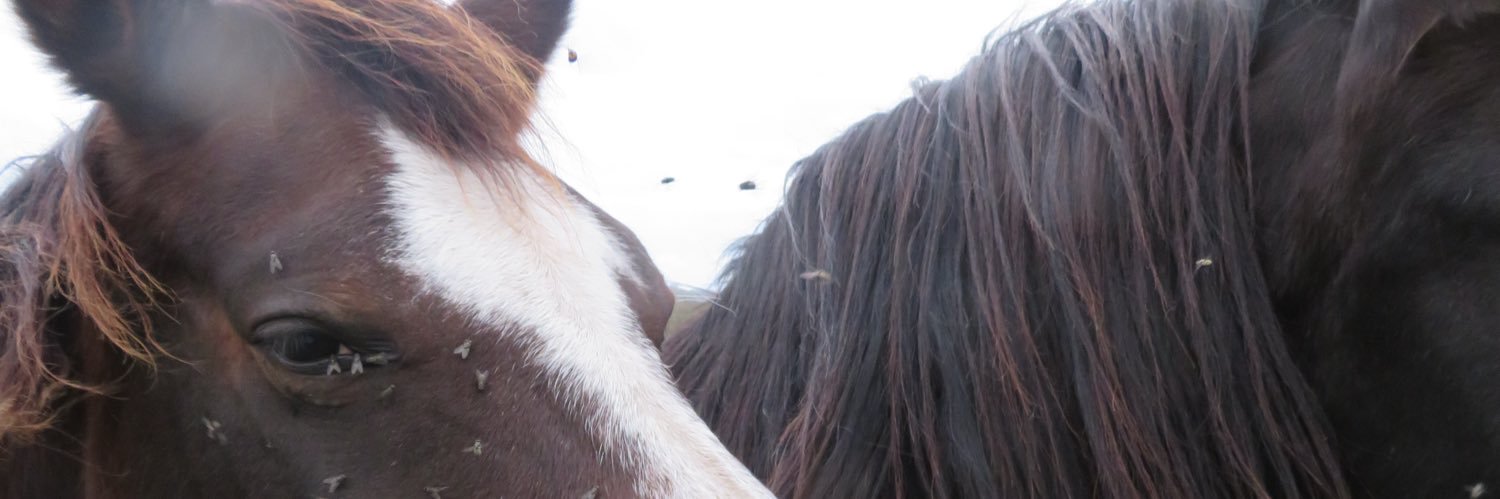 Animal of politics banner