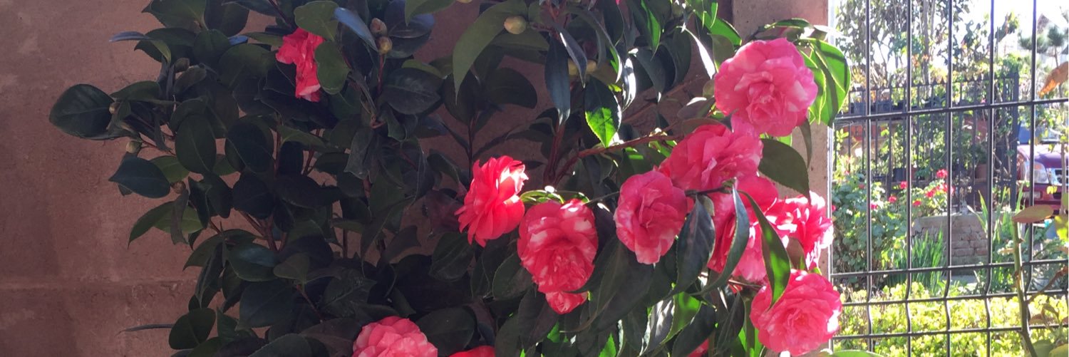roussca's profile banner image