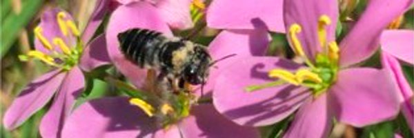 RachelSpigler Profile Banner