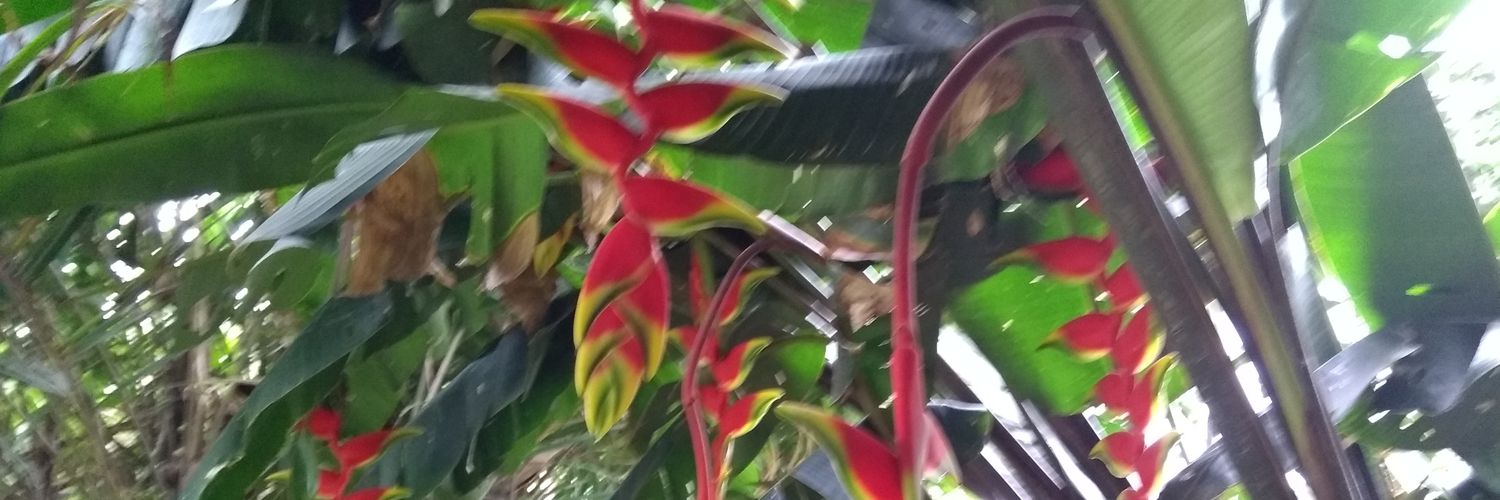 Luizcpz's profile banner image