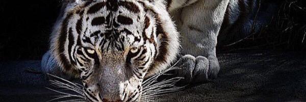 mouses1000's profile banner image