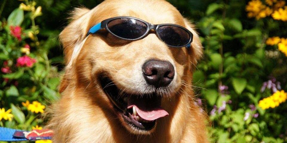 DaytimeDogs's profile banner image