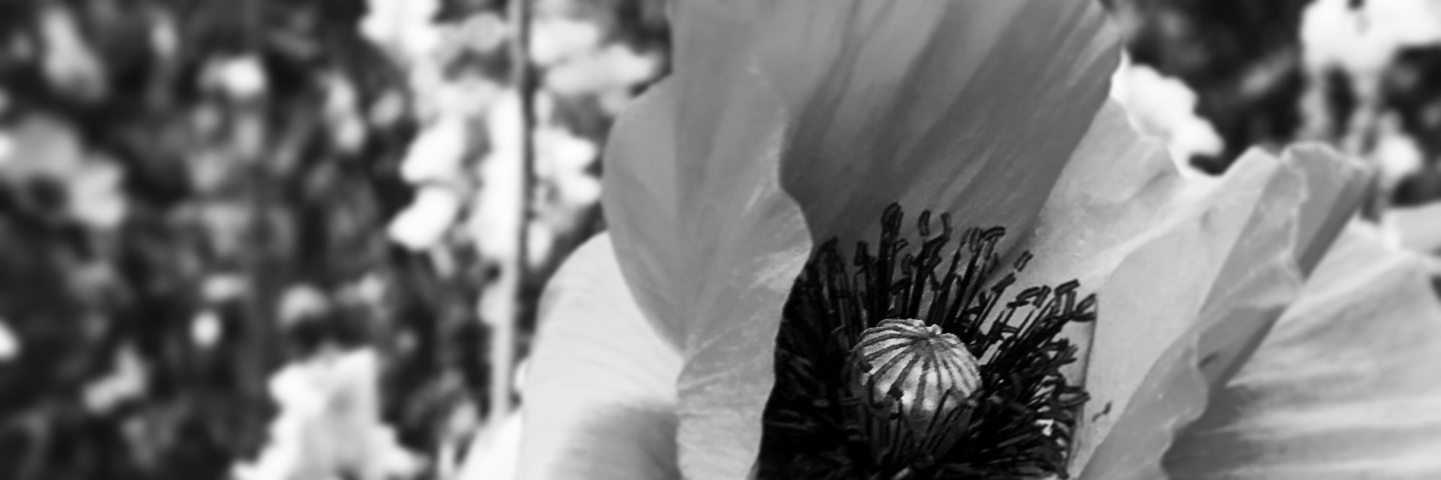 Stephanie Branson banner