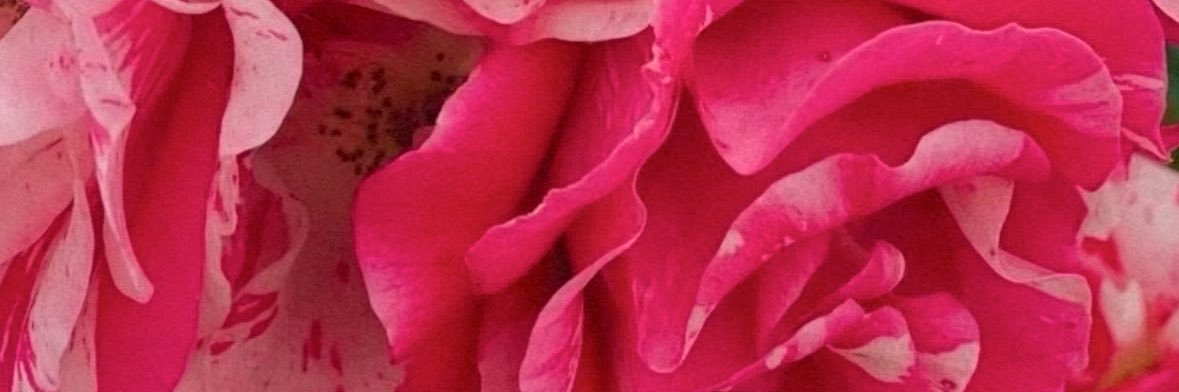 daylenee's profile banner image