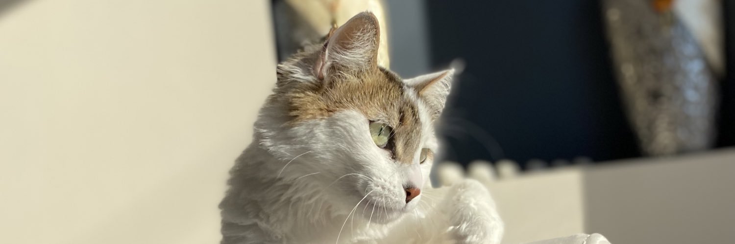 GulcanDelal's profile banner image