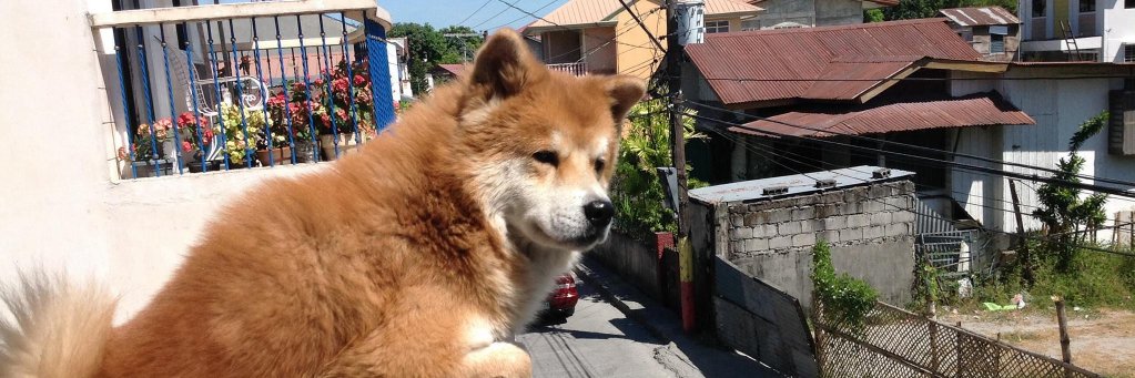 ryouichi29's profile banner image