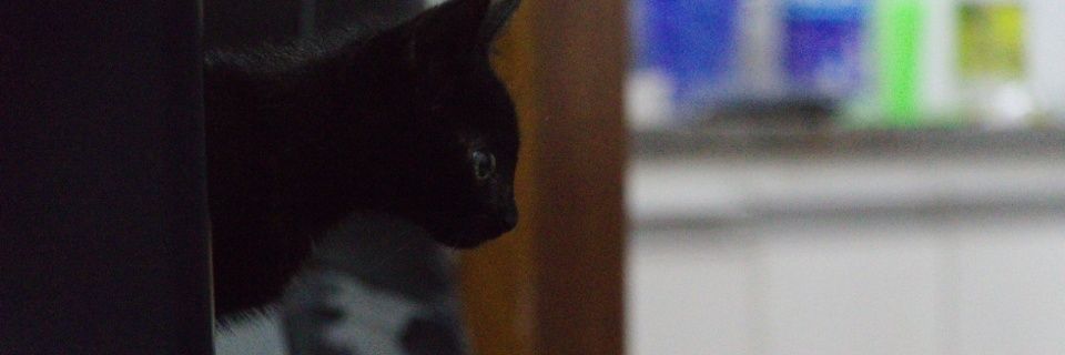 thiagoghsbqi's profile banner image
