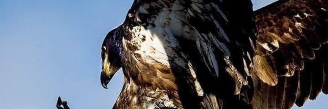 Don BabaTee 🗨 OFR banner