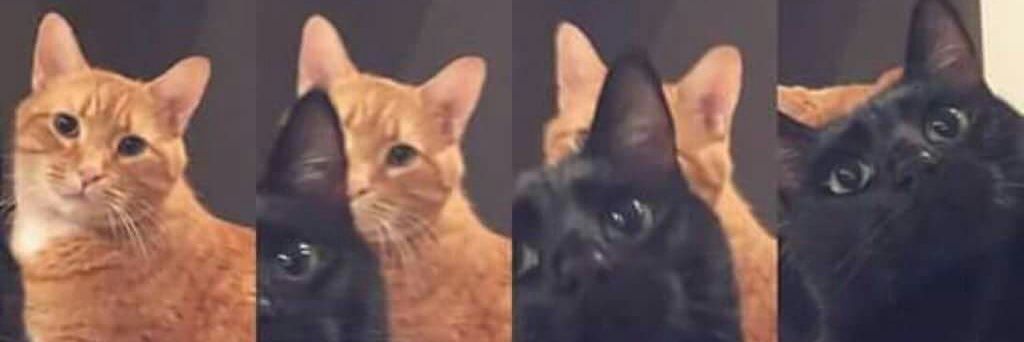 BittenMilGrau's profile banner image