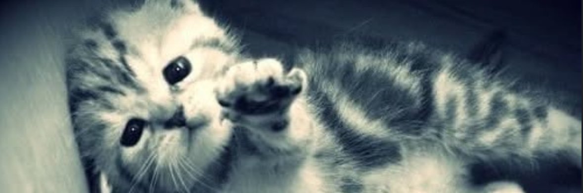 lana banner