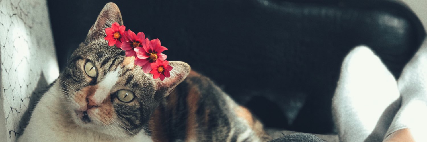 queenfatos's profile banner image