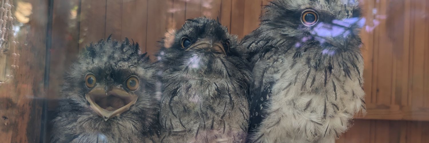 almadms's profile banner image