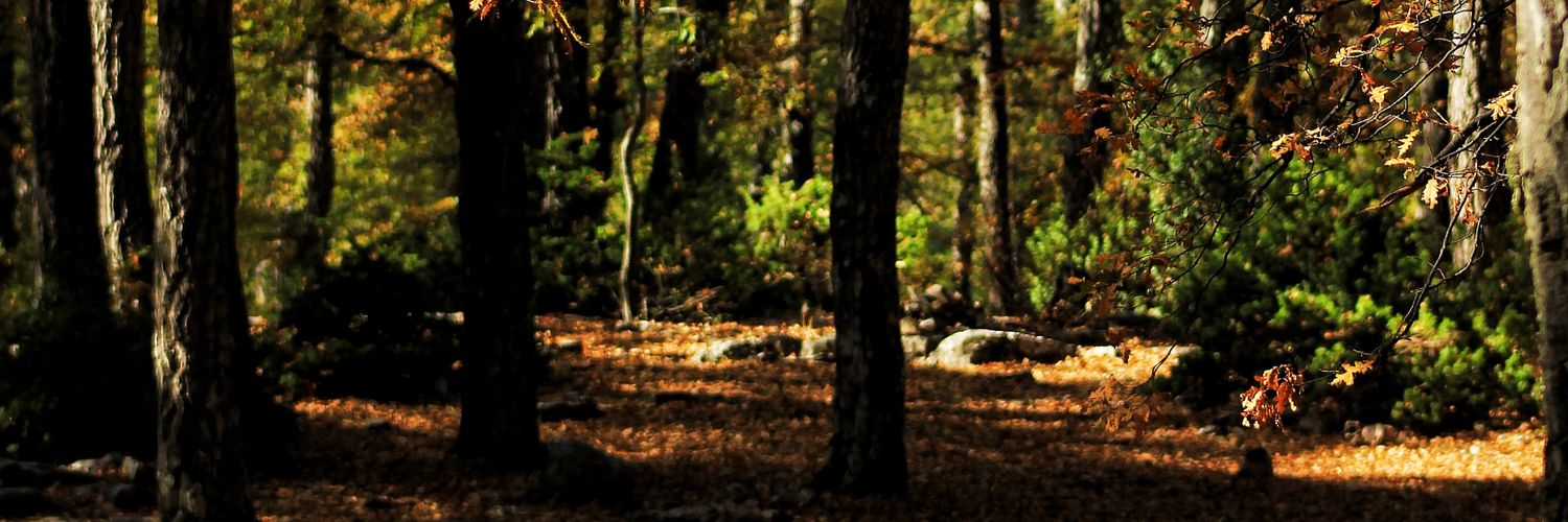 anxious__cactus's profile banner image