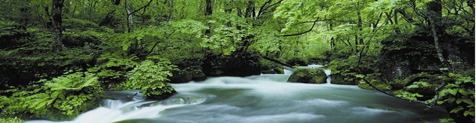 Homeopathy Heals banner