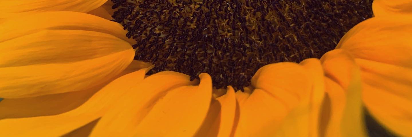 elysohe_'s profile banner image