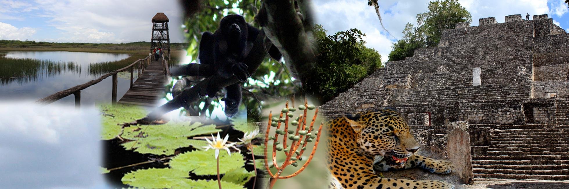 Ricardopompa's profile banner image