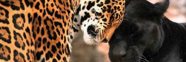 guiomar025 Profile Banner