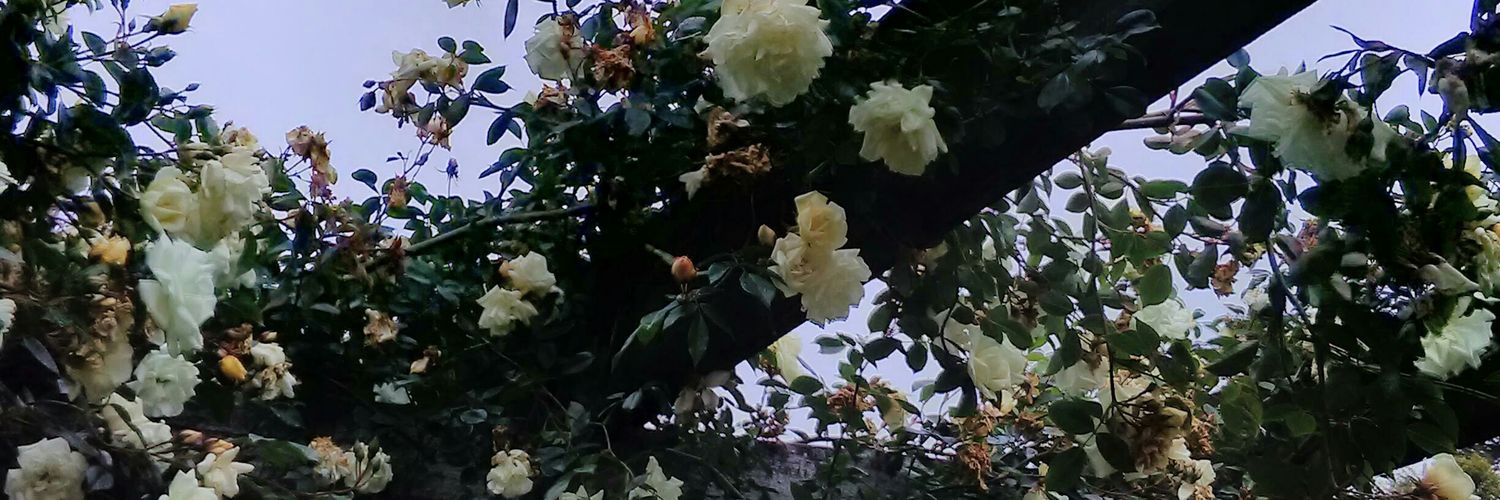chexanu's profile banner image