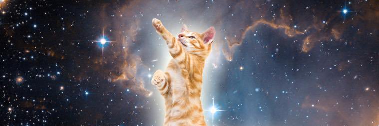 Space Cat banner