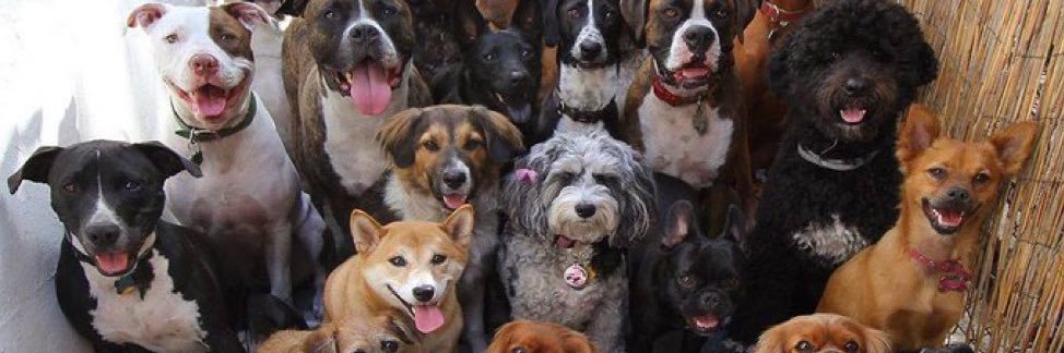 PriscilaB🏇🏼🏆 banner