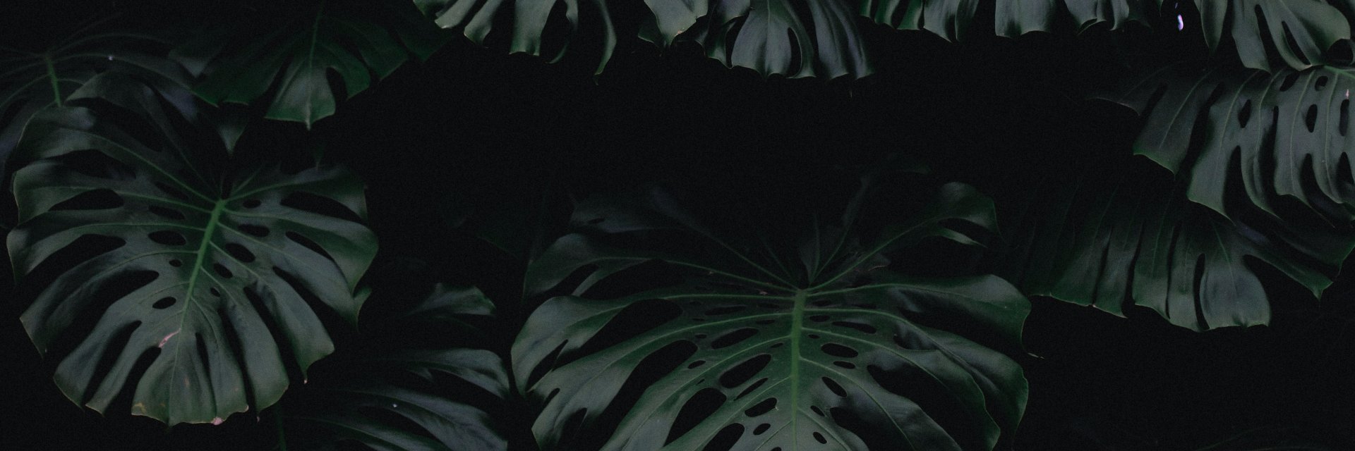 Rachel Boguski banner