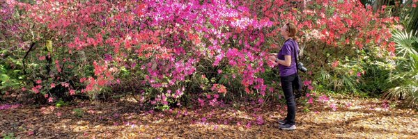 twotrees Profile Banner